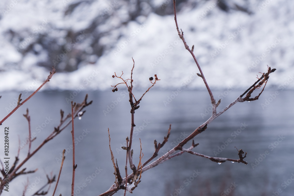 Selective focus of branches in the morning of winter. There are drops of water and ice on the small branches. Selective focus of branches in the morning of winter. There are drops of water and ice on the small branches.