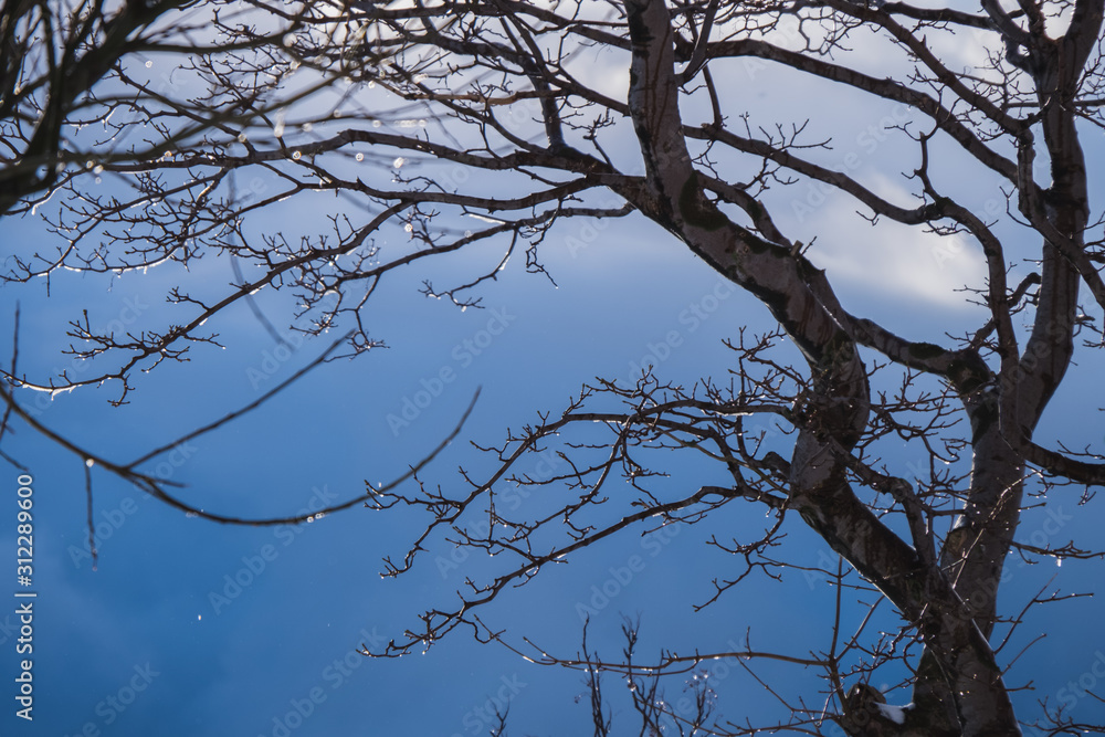 Obraz premium Selective focus of branches in the morning of winter. There are drops of water and ice on the small branches.
