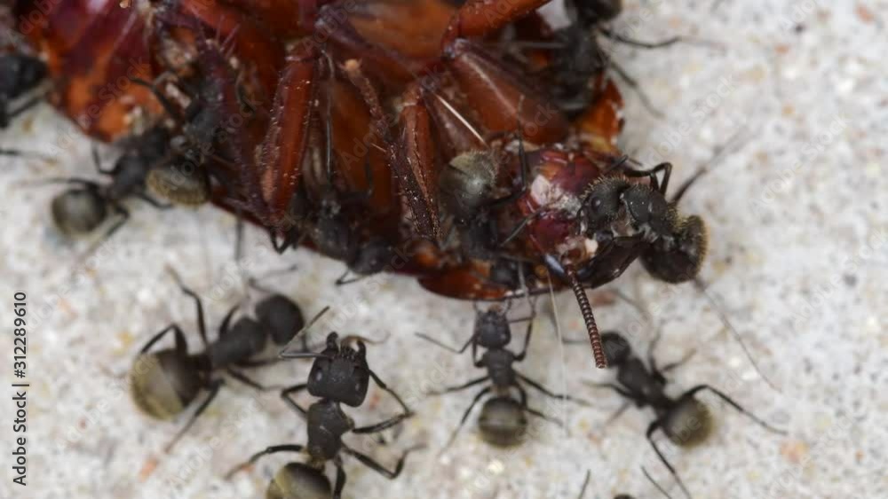 Macro shot of a group of black ants feeding from a dead cockroach on a patio's floor. Macro shot of a group of black ants feeding from a dead cockroach on a patio's floor.
