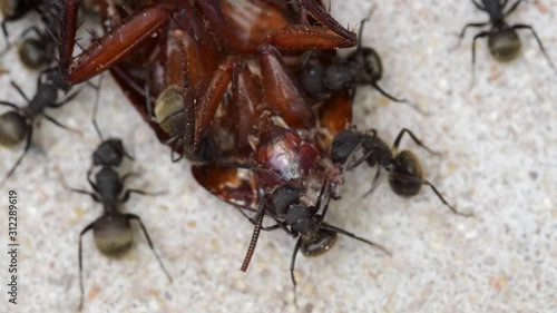 A group of black ants feeding from a dead cockroach on a patio's floor. photo