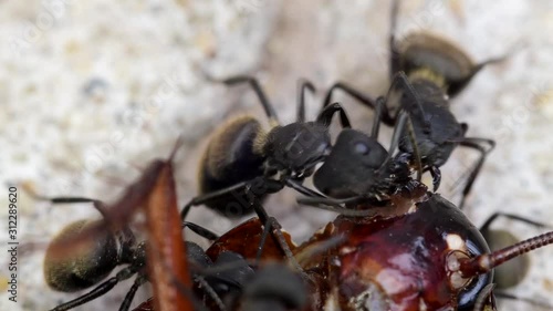 Extreme close-up of black ants feeding from a dead cockroach on a patio's floor. photo