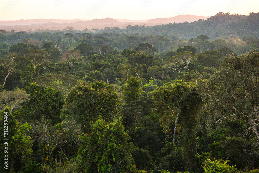 The lush green canopy of the Amazon rainforest seen from an observation tower. The lush green canopy of the Amazon rainforest seen from an observation tower.