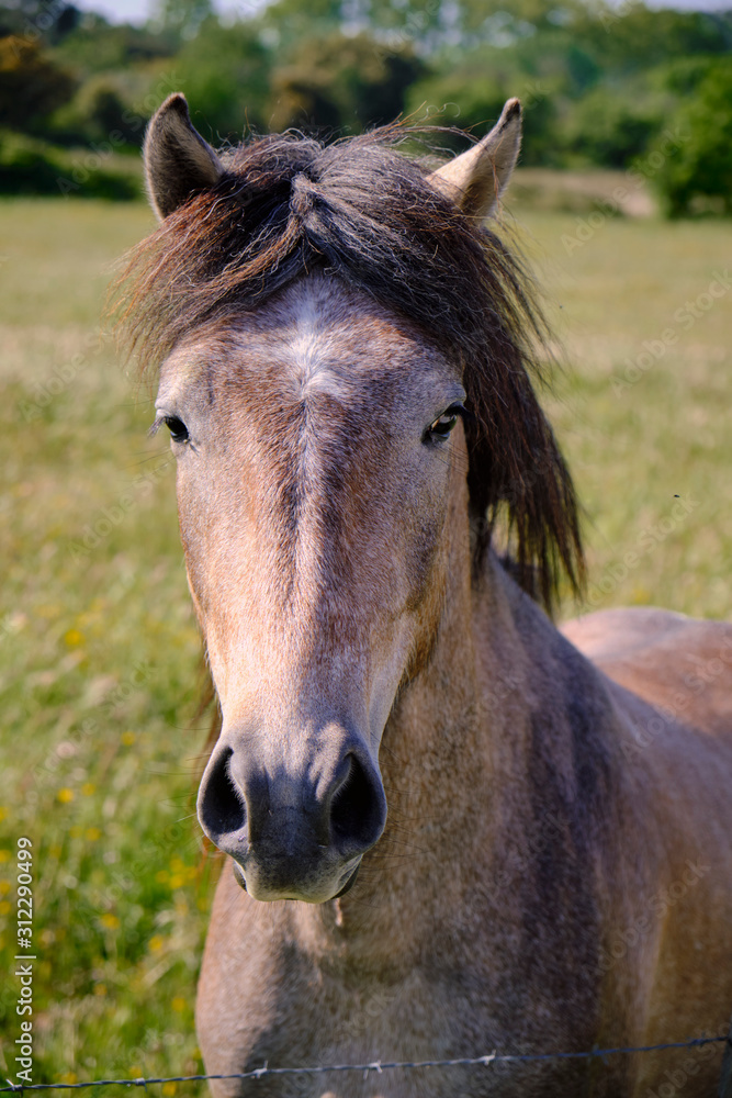Obraz premium Head shot portrait of Camargue Horse (Equus ferus caballus) in green pasture of region. Brown intermingled with white hairs