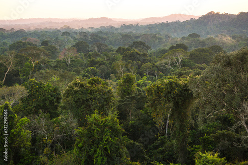 The lush green canopy of the Amazon rainforest seen from an observation tower. © JAK