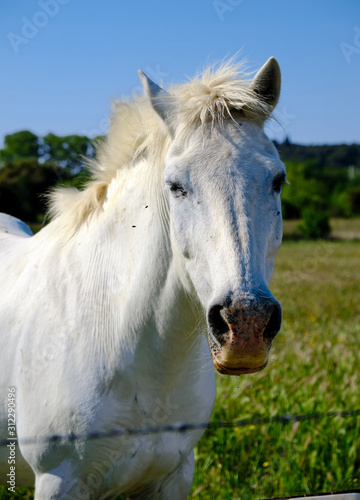 Head shot portrait of Camargue Horse  Equus ferus caballus  in green pasture of region