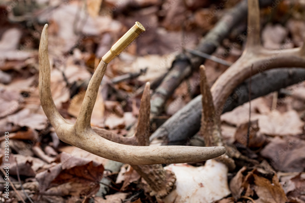 harvested whitetail rack on forest floor with leaves in background harvested whitetail rack on forest floor with leaves in background