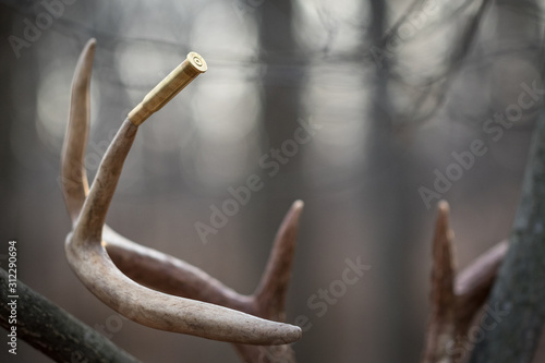 Harvested whitetail buck rack in tree © Don Mroczkowski