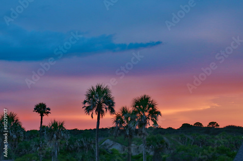 Florida palms and sunset