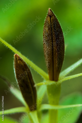 Flower sprouts seeds