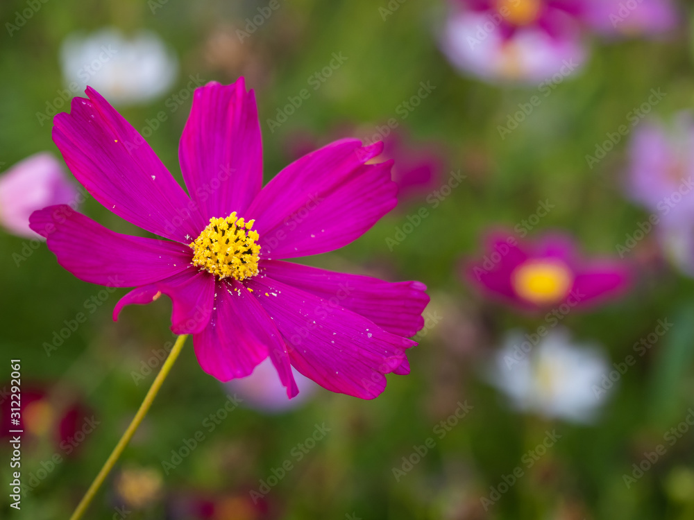 a beautiful flower in the morning a beautiful flower in the morning