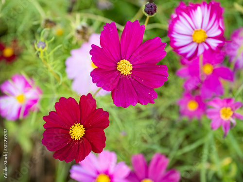 a beautiful flower in the morning