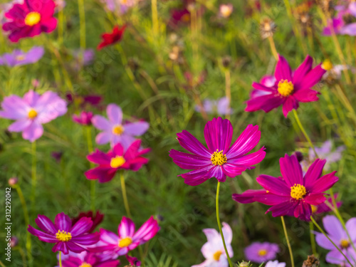 a beautiful flower in the morning