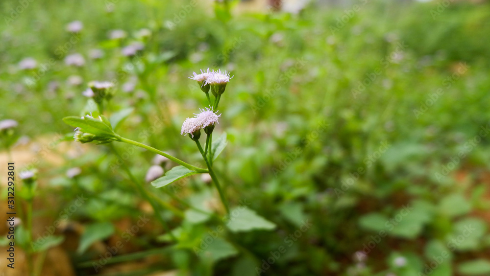 Fresh Green Wild Plants Blurred Background Fresh Green Wild Plants Blurred Background