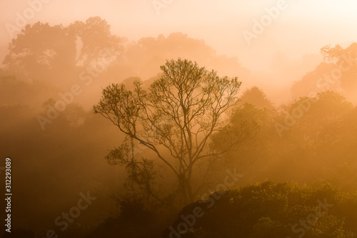 Sunrise on a foggy morning in the canopy of the rainforest.