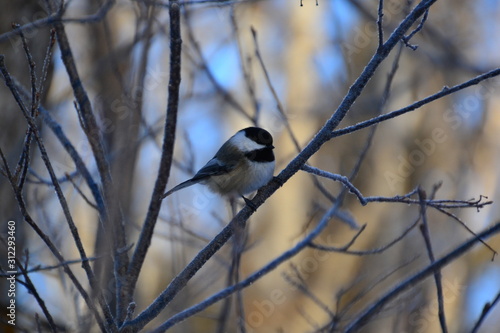 Black-capped Chickadee on Branch © RiMa Photography