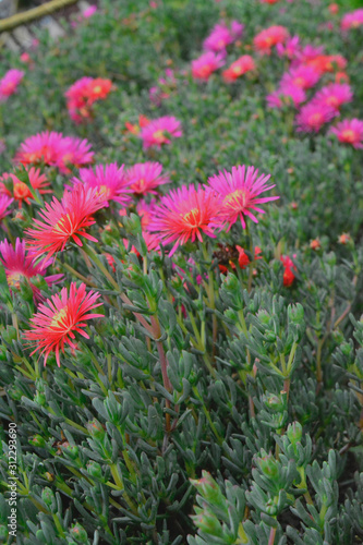 colombian flowers