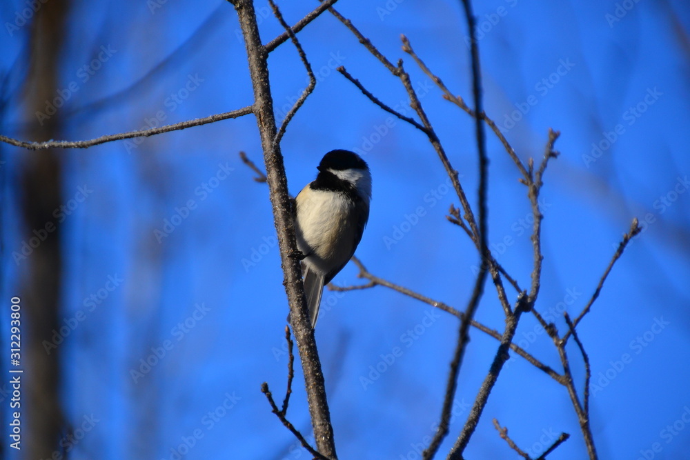 Fototapeta premium Black-capped Chickadee