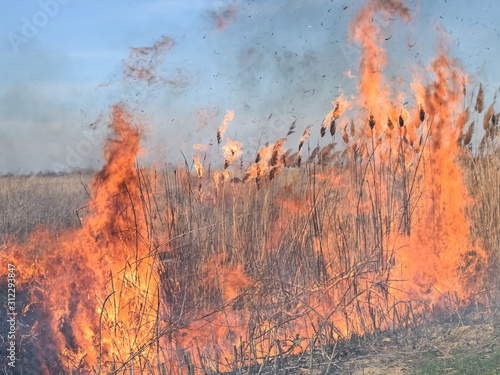 Burning dry grass and reeds