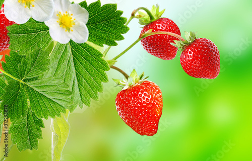 garden strawberry plant witch ripe red berries summer