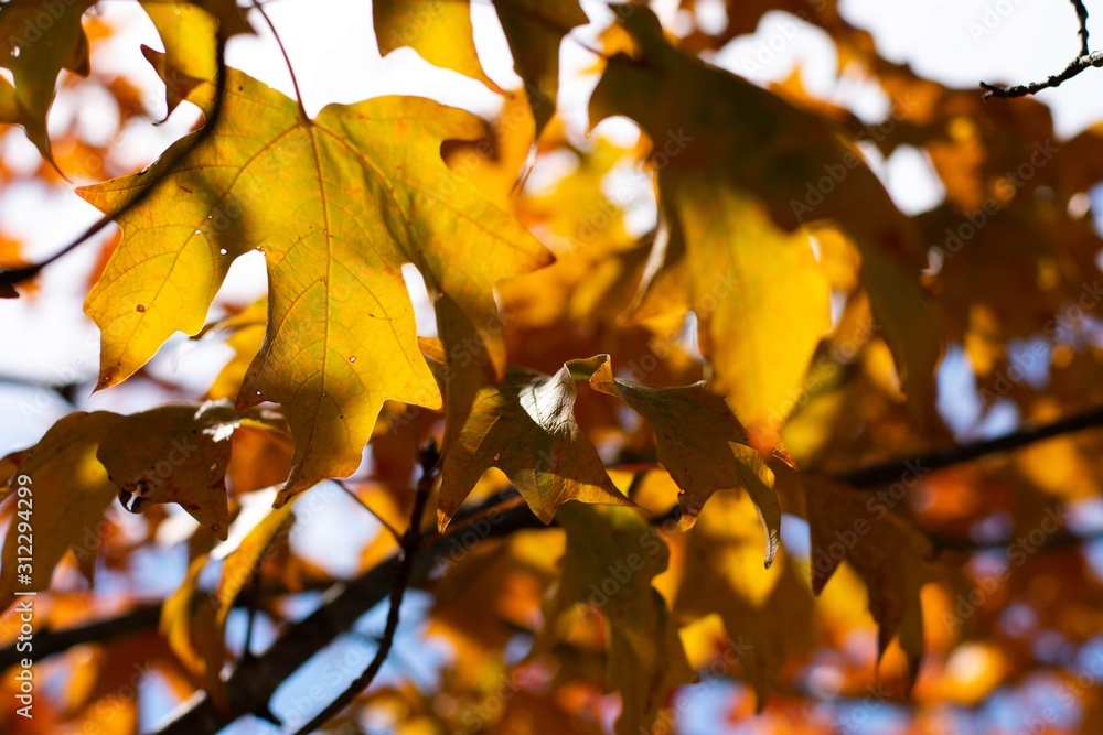 Fototapeta premium fall leaves
