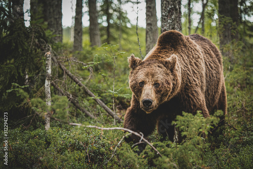Brown Bear (Ursus arctos) on forest, Finland.