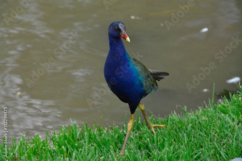 beautiful bird in colombia bogota