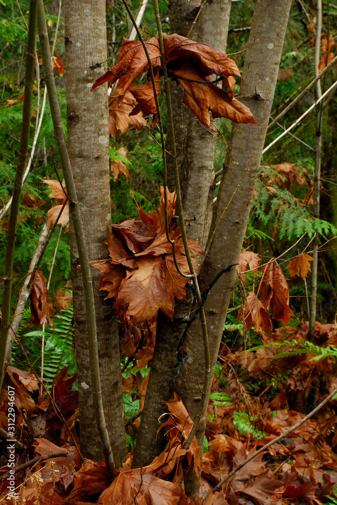 Obraz premium Autumn Scene