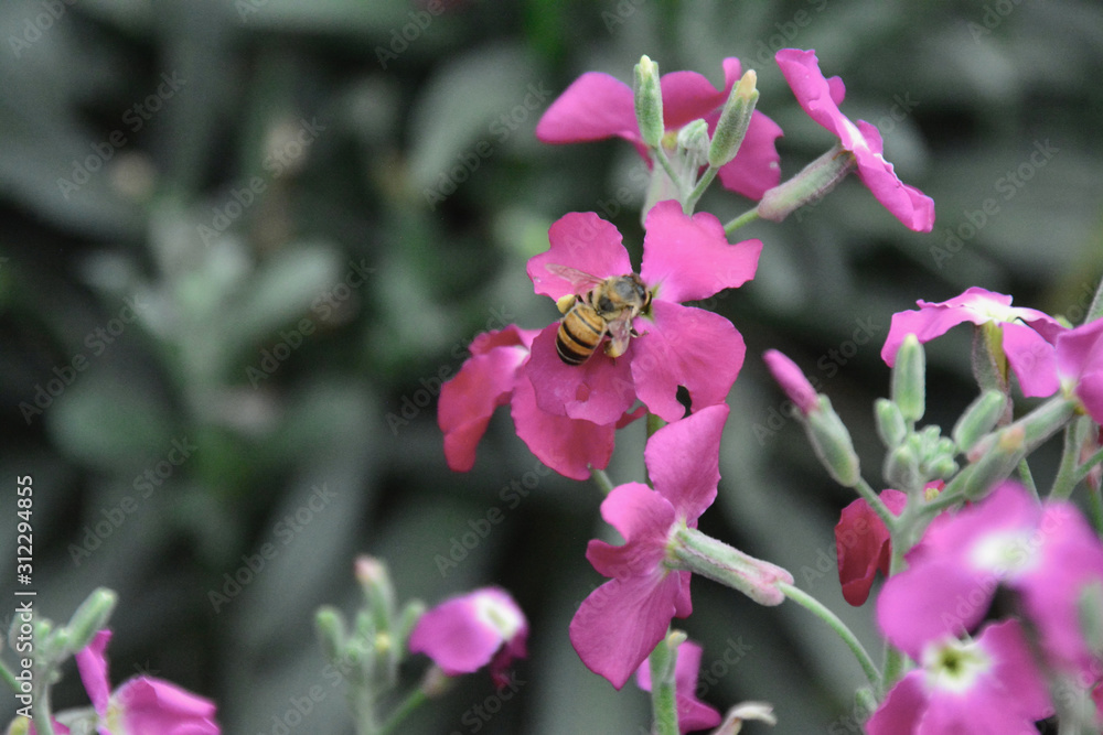 bees and flowers