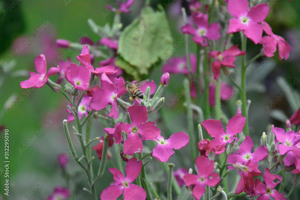 bees and flowers bees and flowers