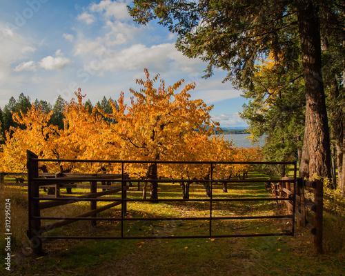 Flathead Cherry Orchards