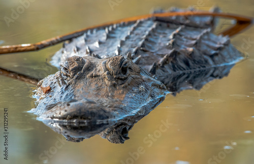 lurking aligator in swamp florida