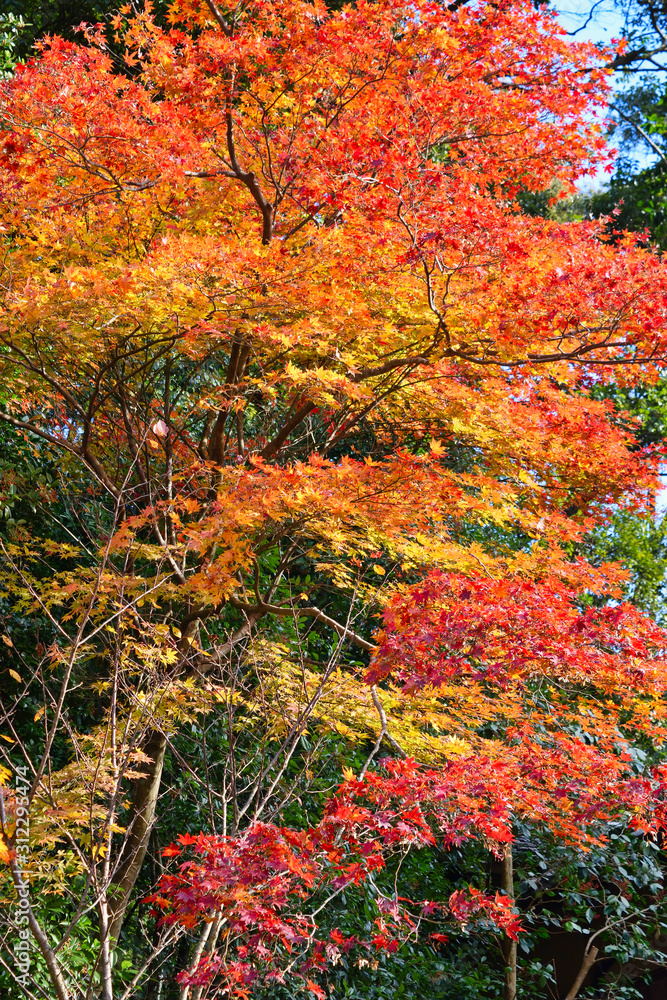 京都の美しい紅葉　真っ赤なモミジのシーズン、到来　Beautiful autumn leaves in Kyoto,Japan : The season of red maples has arrived
