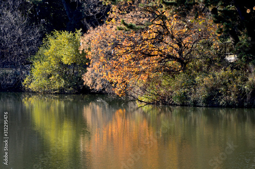 Fototapeta Naklejka Na Ścianę i Meble -  池の畔にある木々の紅葉や緑の葉が水面に映り込んでいる風景