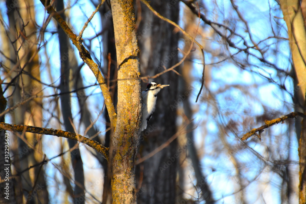 Hairy Woodpecker Hairy Woodpecker