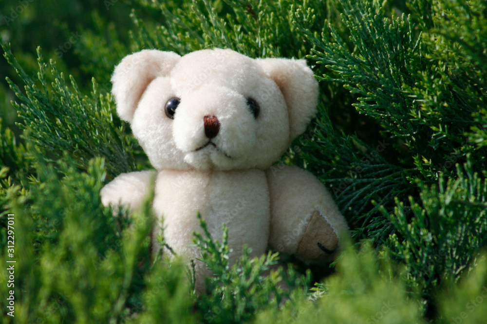 Cute teddy bear in grass and flowers Cute teddy bear in grass and flowers