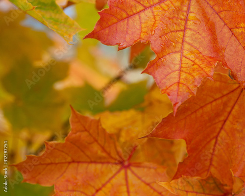 Autumn Leaf