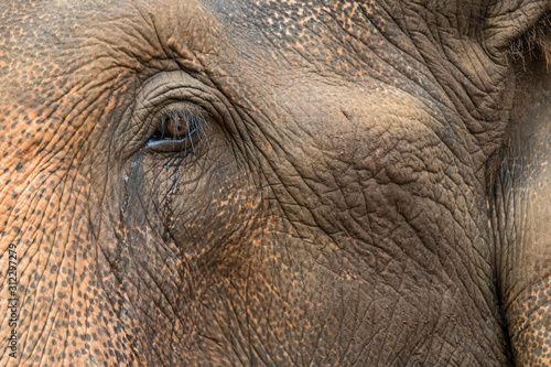 closeup of an elephant eye