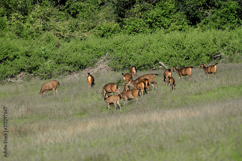 UK, England, Fallow Deer, Rural Scene, Deer