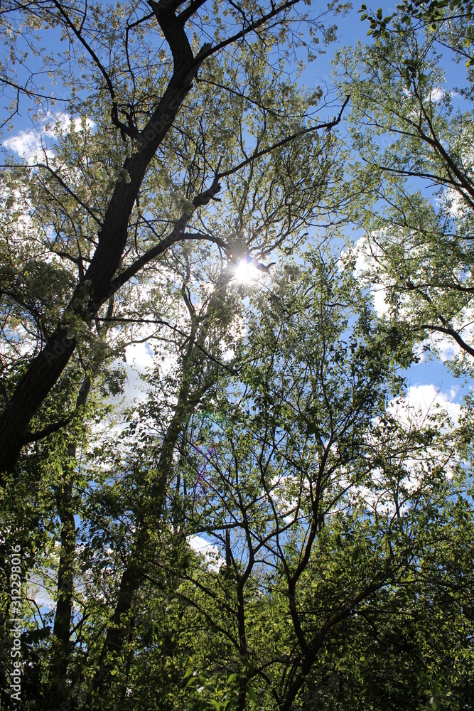 Obraz premium In the Tree Tops