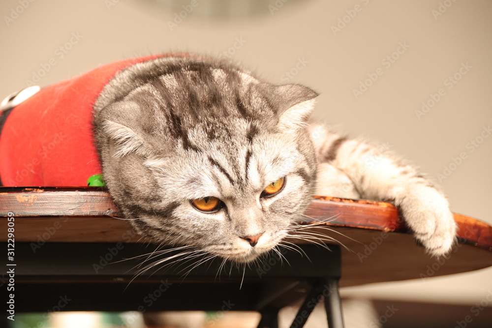 Cute Scottish fold cat in Santa Claus costume in celebration of the Christmas and New Year holiday season