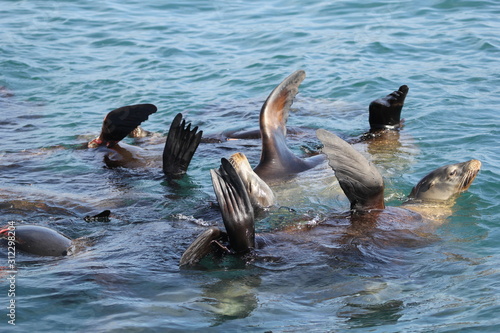 Sea lions floating and cleaning