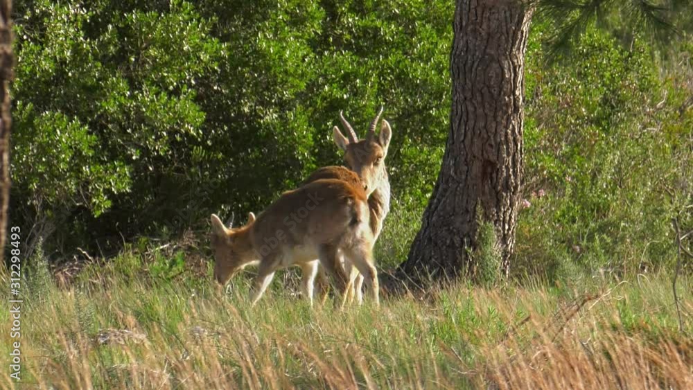 Iberian Ibex, female spanish wild goat with young in wild Iberian Ibex, female spanish wild goat with young in wild