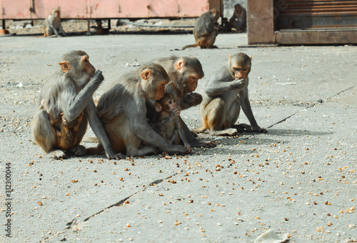 view of monkeys eating food in Jaipur, India photo