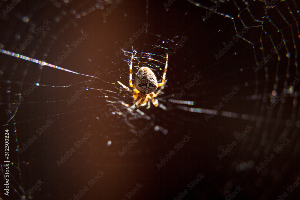 A spider spinning its web A spider spinning its web