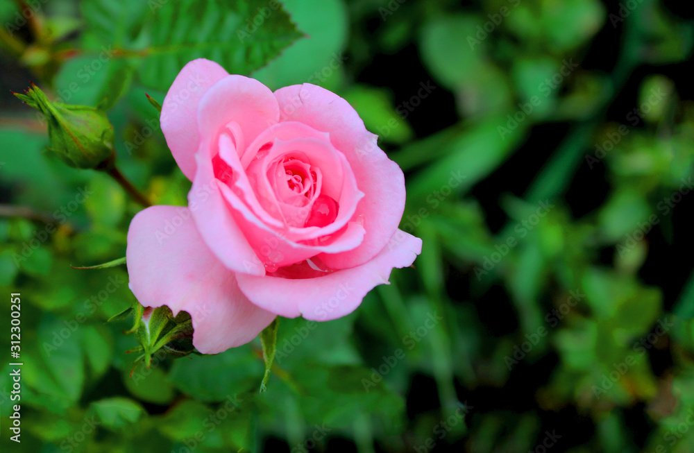 A rose flower with dew drops on the background of buds and greenery has not fully blossomed. Pink rose after rain on a background of blurred greenery in the garden. Artistically blurry. A rose flower with dew drops on the background of buds and greenery has not fully blossomed. Pink rose after rain on a background of blurred greenery in the garden. Artistically blurry.