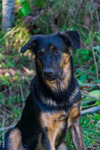 Perro cachorro con mirada trsite