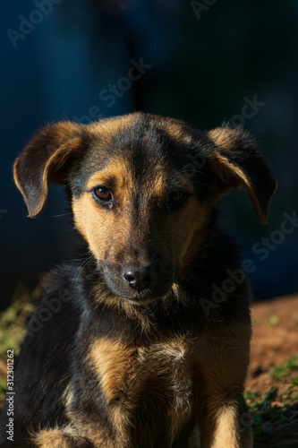 Perro cachorro con mirada triste