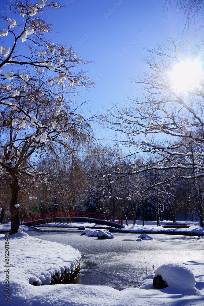 Obraz premium 雪の華が咲いたような桜の木が池を囲む公園の雪景色