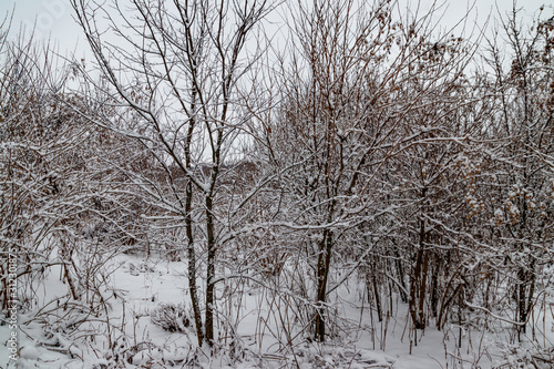 Trees covered with fresh snow in winter forest