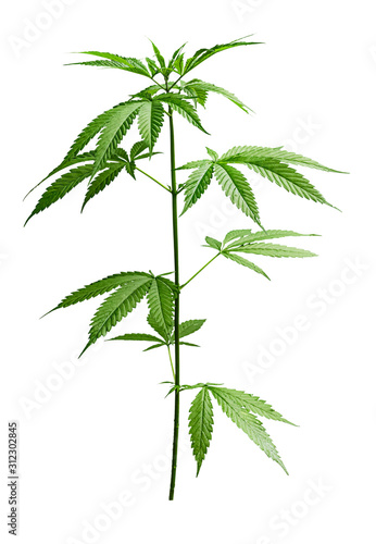 Marijuana tree isolated on white background. Growing medical marijuana.